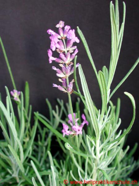 Lavandula angustifolia